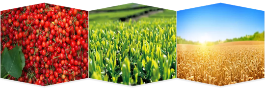 集團(tuán)助力河南省南陽市鎮(zhèn)平縣委托招商引資，推動縣域經(jīng)濟(jì)大轉(zhuǎn)型